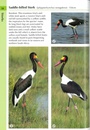 Vogelgids Birds of South Africa - Zuid Afrika | Helm