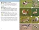 Vogelgids Birds of the Mediterranean | Helm