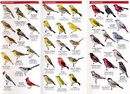 Vogelgids - Natuurgids Hawaii Birds | Waterford Press