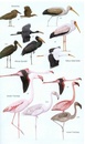 Vogelgids Birds of Madagascar and the Indian Ocean Islands | Bloomsbury