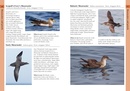 Vogelgids Pocket Photo Guide Birds of Spain | Bloomsbury