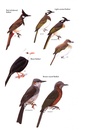 Vogelgids Birds of Japan | Bloomsbury