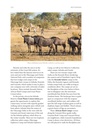 Wandelgids Walking Safaris of Africa : Guided walks from the Cape to Kenya | Pelagic Publishing