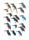 Vogelgids Birds of the Philippines, Sumatra, Java, Bali, Borneo, Sulawesi, the Lesser Sundas and the Moluccas | Collins