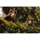 Reisgids - Natuurgids New Guinea | Princeton University Press