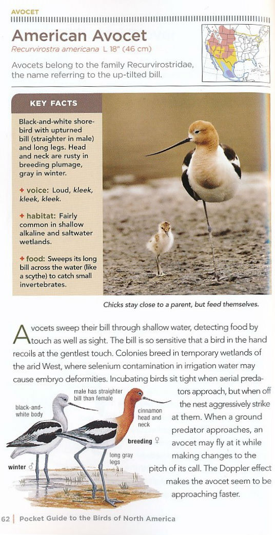 Vogelgids - Natuurgids Pocket Guide Birds of North America | National ...