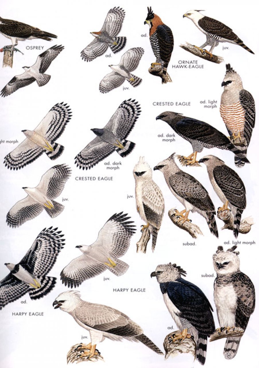 Vogelgids Peru - Birds of Peru | Bloomsbury | 9780713686739 ...