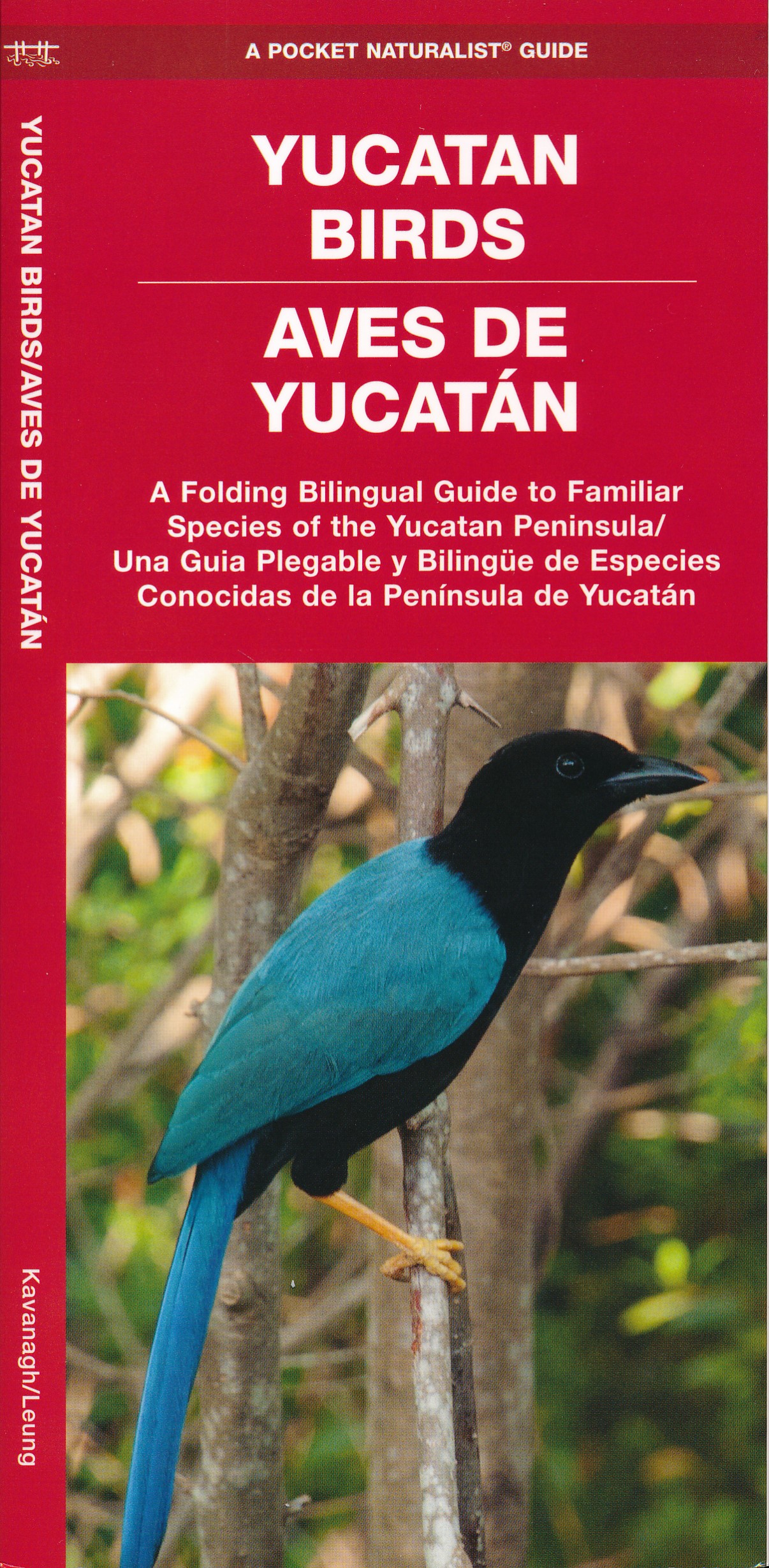 Online bestellen: Vogelgids Yucatan Birds - Mexico | Waterford Press