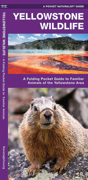 Online bestellen: Natuurgids - Vogelgids Yellowstone Wildlife | Waterford Press