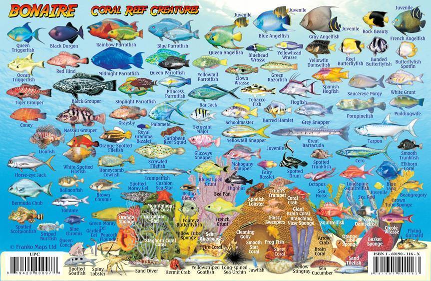 Online bestellen: Waterkaart Fish Card Bonaire Dive Sites & Fish ID Card / Coral Reef Creatures | Franko Maps