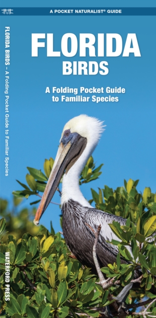 Online bestellen: Vogelgids Florida Birds | Waterford Press