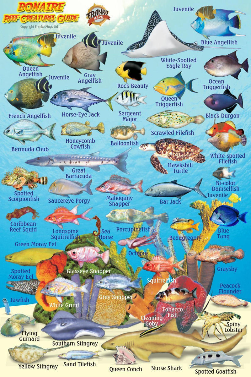 Online bestellen: Waterkaart BONAIRE MINI FISH CARD | Franko Maps